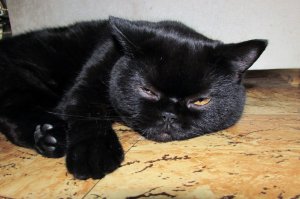 А нашей кошке жена колола какие то уколы что бы схватки вызвать . . . Потому как что то затянулось долго. А в последний раз пришлось стерилизовать. Жалко кошку, чемпионка, медалистка  . . . и просто красивая кошка.