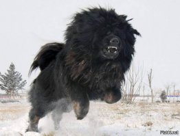 Не бойтесь,он только понюхает!)