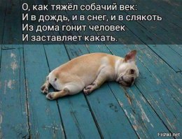 Смешные мысли собак, которым чуждо человеческое веселье