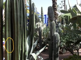 Похоже кактусу там не айс.