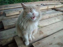 Мой бандюган, звать Мышкин. Гроза всех местных котов, это и без дополнительной атрибутики видно - задира, нахал, каждое лето таким замыхрешычным котом, как с помойки становится...))) А потому что гуляет и день, и ночь, домой забегает только на 10 минут - перекусит и опять гулять. К зиме только его загулы прекращаются. Отлежится, отъестся, на "человека" становится похож))) 
На первом фото - наш Мышкин летом, на втором - зимой.