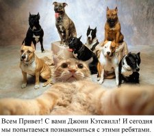 15 безумно фотогеничных домашних питомцев