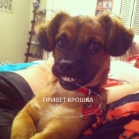 15 безумно фотогеничных домашних питомцев