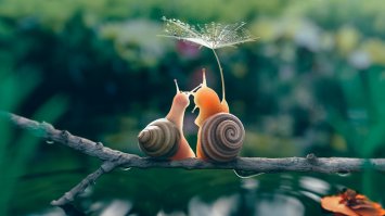 Улиточки рулят