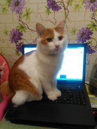 а вот мой котя