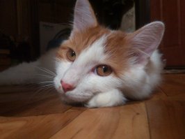 а вот мой котя