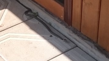 У меня на даче такие ползают, жене они теперь под каждым кустом мерещатся