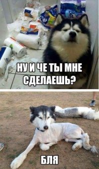 Обладатель самой мрачной морды