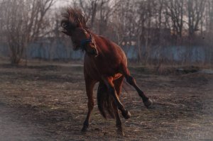 Где-то был пост про лошадей и грацию...Иногда, когда сильно колбасит, грация бывает вот такая)))