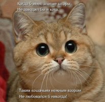 Есть два вида кошаков