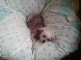 Тося(чихуа) и Лякис(Китайская хохлатая) умерли в этом году с разницей в полтора месяца. Одна от врожденных болячек вторая от старости.