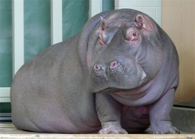 Бегемоты по обочинам не ездят