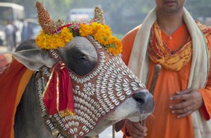 поддерживаю автора.
кролики,цыплята или поросята не чем не лучше и не хуже собак.
индусы наверно нас тоже проклинают за поедание телятины