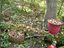 Опята пошли