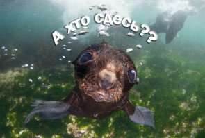 Финалисты конкурса на звание лучшего фотографа дикой природы 2016