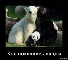 Отличные новости: гигантские панды будут жить!
