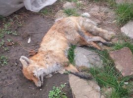 Видел. И не раз. Одна сдохла у меня во дворе. Собаку потом тоже пришлось усыпить.
