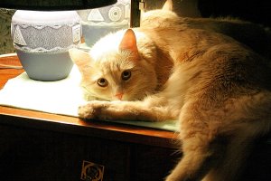 Прикрыли парня