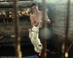 Кота из поста через несколько минут убили.