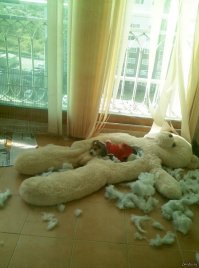 Может домик для сОбачки нужен?)