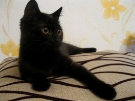 Есть два вида кошаков