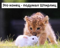 Лучшие друзья — тигренок и львенок из японского сафари-парка