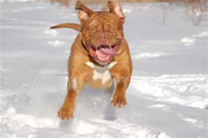 Месси выложил в сеть фото со своим огромным псом