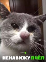 Кот Жерара Депардье