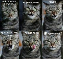 держи котиков