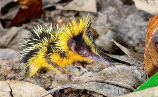 По любому Билайн с этого зверька взяли цвета своего фирменного стиля, а не с какой то там пчелы, как все ошибочно думали)