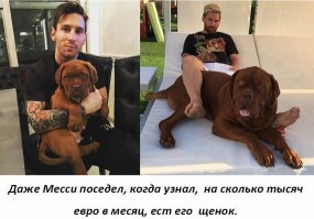 Месси выложил в сеть фото со своим огромным псом