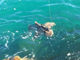 Большая часть фоток - Тропический Квинслэнд.
У нас в Сиднее экзотики поменьше, но тоже есть.
Вот, например, как я неделю назад на рыбалку сходил: