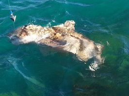 Большая часть фоток - Тропический Квинслэнд.
У нас в Сиднее экзотики поменьше, но тоже есть.
Вот, например, как я неделю назад на рыбалку сходил: