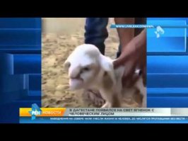 чудеса генной инженерии по Дагестански.В Дагестане родился ягненок с человеческим лицом