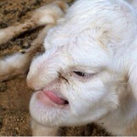 чудеса генной инженерии по Дагестански.В Дагестане родился ягненок с человеческим лицом