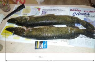 ... ох, спи...дел, так спи... дел, автор 
В недобрый час разместил пост - рыбаков тут полно 
Не поленился, в графическом редакторе отмассштабировал щучек и сравнил с пачкой сигарет.
Вывод однозначный - вес каждой не больше 1,7 - 1,8 кг. :)
Кроме того, при разделке, на филе приходится 60-70% от общего веса (остальное голова, хребет, потроха, плавники), даже если бы щучки весили 6 кг. , то на филе пришлось бы не больше 4 кг..   
Теперь возьмем объемный вес. Человек на 90% состоит из воды, что уж о рыбе говорить. Щука как любая рыба, что бы добиться нейтральной плавучести имеет так называемый плавательный пузырь, объем его у экземпляра под 3 кг. не больше сто граммовой стопки :) понятно, что филе массой 5,5 кг. должно занимать объем не меньше чем объем 4 литровой кастрюли, автор то, что у тебя на дне 3х литровой кастрюли не тянет на 2 кг.  
... ну, про снятие шкуры вообще молчу 
На филе щука разделывается за пару минут и чем она больше, тем легче (ролик смотреть на 3 и 5 минуте :) ). 
Автора прошу не обижаться на коммент, просто рыбачу на Тазовской губе и на спиннинг ловил щук под 12 кг. :) 
... будущим адептам приведенного рецепта, рекомендую при изготовления фарша добавить немного обычного сала и сделать обыкновенные же щучьи котлеты - пальчики оближите