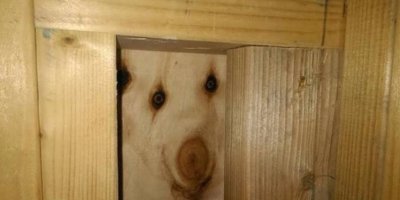 Они неживые, и они смотрят на тебя!