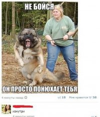 Большая Венди (Big Wendy) - самая мускулистая собака в мире