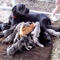 Это больше похоже не на наглую рыжую морду, а на бедного сиротинушку, которого голод и одиночество вынудили на столь дерзкий шаг.