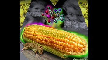 Французские ученые доказали вредное влияние ГМО на организм живых существ. В течение двух лет, французы кормили подопытных белых крыс генномодифицированной кукурузой американского пищевого гиганта Монсанто, передает AFP. 

После двух лет такой диеты у крыс появлись опухоли, что, по мнению профессора Жиля Эрика Серолини,  доказывает токсичное воздействие на организм генномодифицированных продуктов.