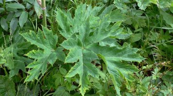 Один раз уже доселекционировались, хрен выведешь...
Борщевик. Безобидненький такой...