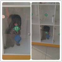 хозяина этой собаки туда надо запихать, причем распиленного в несколько шкафчиков сразу...