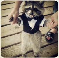 Наряди енота клоуном и держи его за лапы. Делай добро.