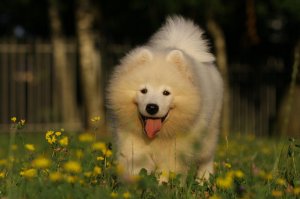 25 улыбающихся животных, которым хочется улыбнуться в ответ