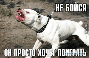 40 питбулей в заброшенном доме