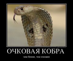 Эти змеи в шляпах просто восхитительны!