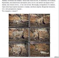 Автор, ты .удак... Даже у хищников есть сердце, у тебя же вместо него кусок говна.