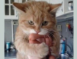 Котов нету, надо исправить...