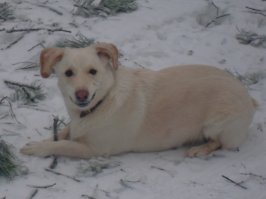 25 улыбающихся животных, которым хочется улыбнуться в ответ