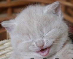 25 улыбающихся животных, которым хочется улыбнуться в ответ